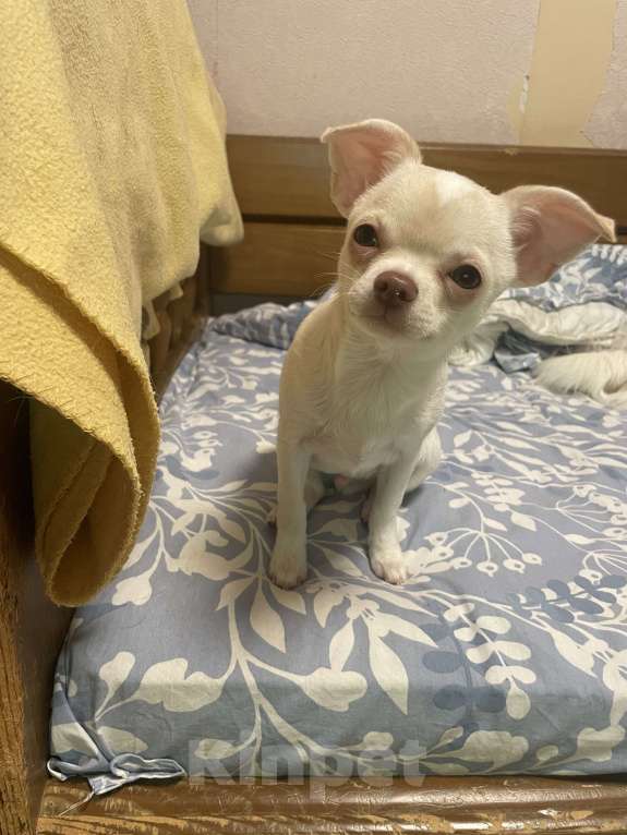 Собаки в Москве: Чихуахуа Мальчик, 35 000 руб. - фото 1