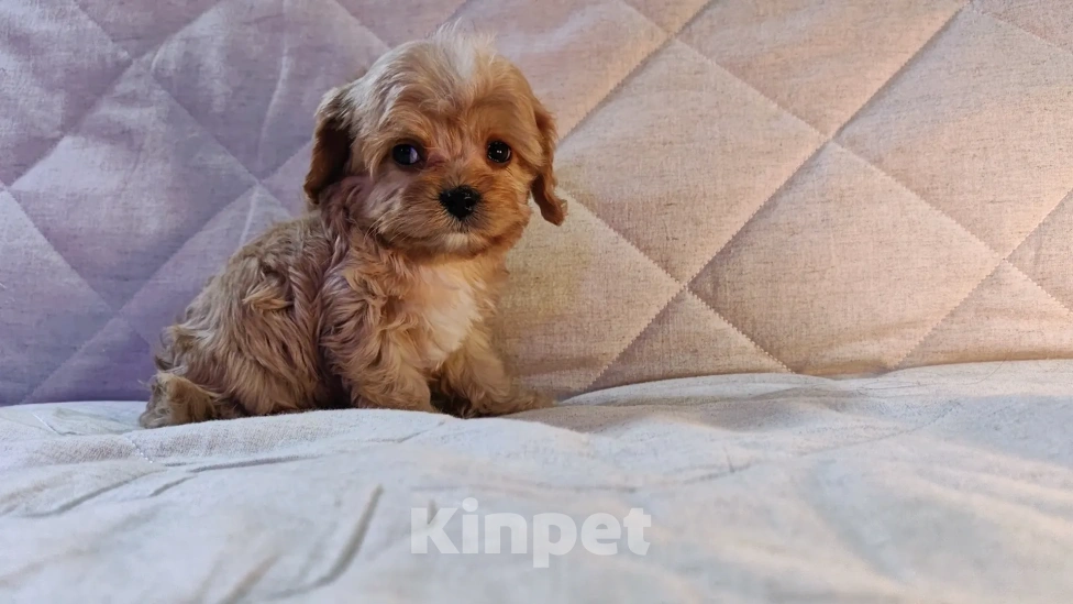 Собаки в Москве: Мальтипу от питомника Psinamade Мальчик, 65 000 руб. - фото 5