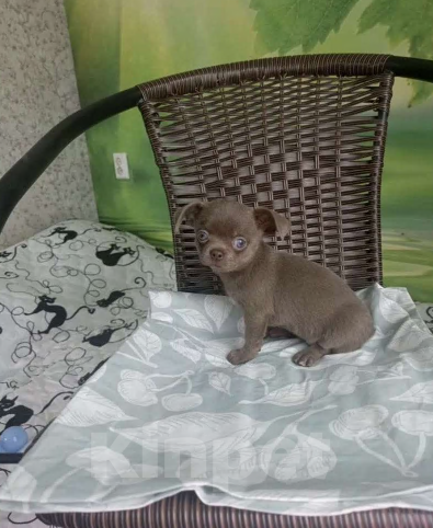 Собаки в Узловой: Продам в хорошие руки чихуахуа Девочка, 50 000 руб. - фото 1