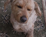 Собаки в Краснодаре: Розовый пёс в очень добрые руки Мальчик, 555 руб. - фото 8