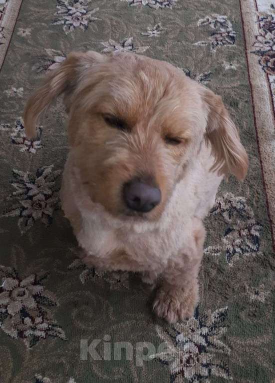 Собаки в Краснодаре: Розовый пёс в очень добрые руки Мальчик, 555 руб. - фото 8