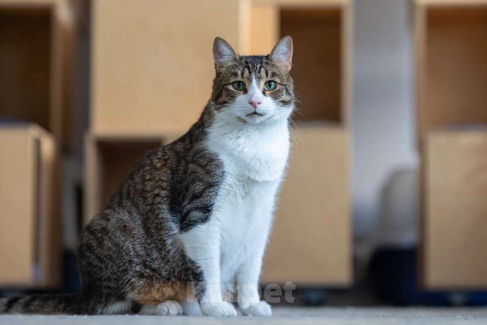 Кошки в Москве: Кот Плутон в добрые руки Мальчик, Бесплатно - фото 9