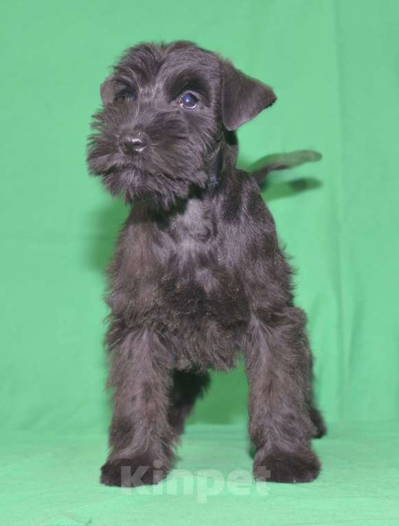 Собаки в Калуге: цвергшнауцер черного окраса Девочка, 60 000 руб. - фото 4