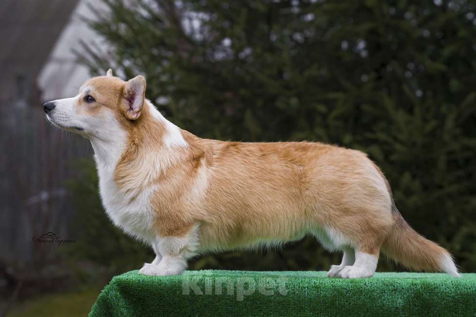 Собаки в Воронеже: Щенок вельш корги пемброк — GRISHA WOLF Мальчик, 100 000 руб. - фото 8