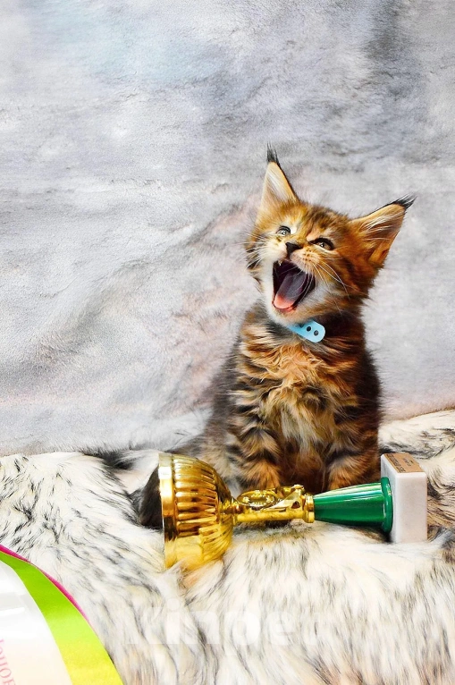 Кошки в Барнауле: котенок мейн кун  Девочка, Бесплатно - фото 1