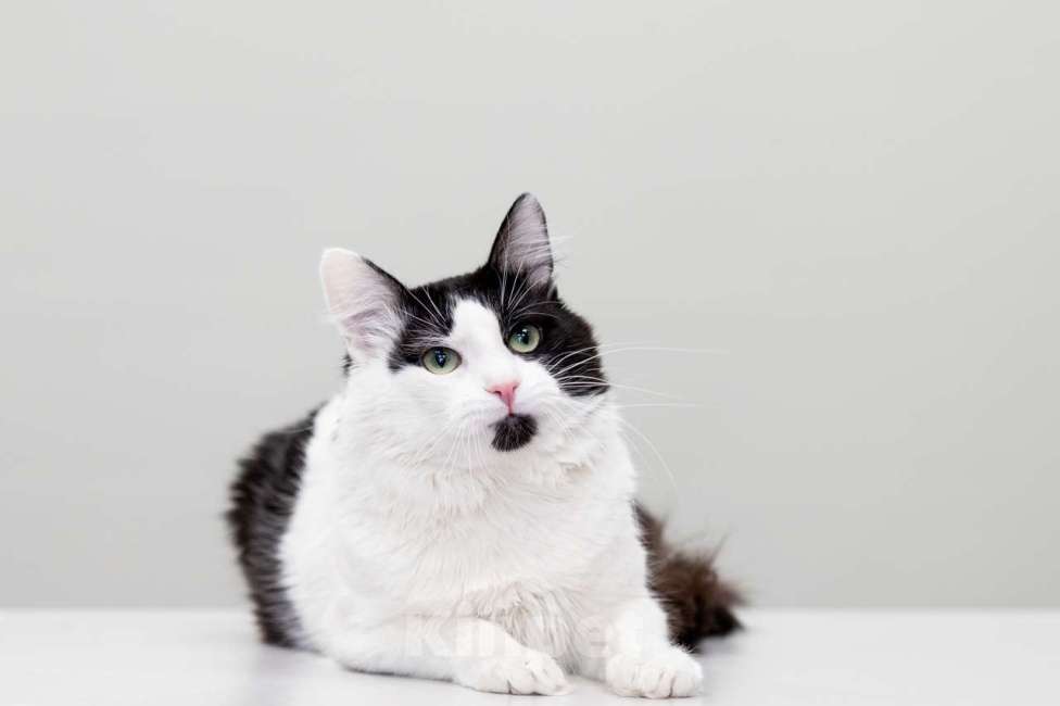 Кошки в Москве: Кот Шнапс в добрые руки Мальчик, Бесплатно - фото 4