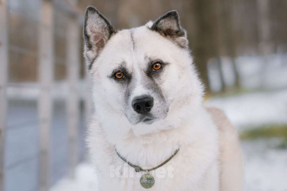 Собаки в Москве: Бинго Мальчик, Бесплатно - фото 2