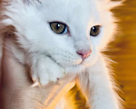Кошки в Москве: Белый мальчик полидакт Мальчик, 50 000 руб. - фото 6