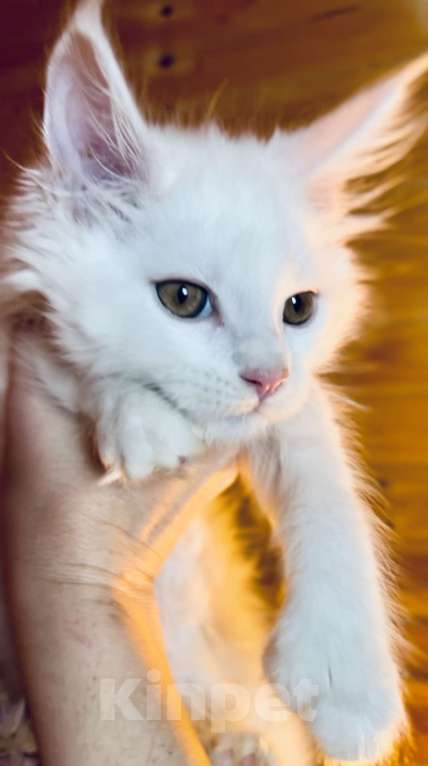 Кошки в Москве: Белый мальчик полидакт Мальчик, 50 000 руб. - фото 6