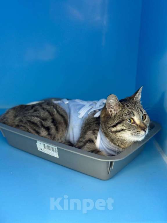 Кошки в Москве: Ласковый котенок Алсу  Девочка, Бесплатно - фото 5