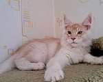 Кошки в Москве: Котята породы мейн-кун Мальчик, 45 000 руб. - фото 10