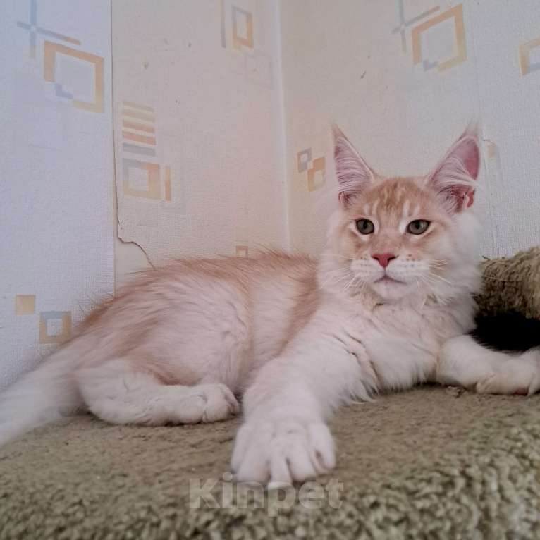 Кошки в Москве: Котята породы мейн-кун Мальчик, 45 000 руб. - фото 10