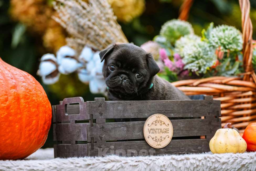 Собаки в Новосибирске: Мопс Скарлетт О'Хара Девочка, 60 000 руб. - фото 3