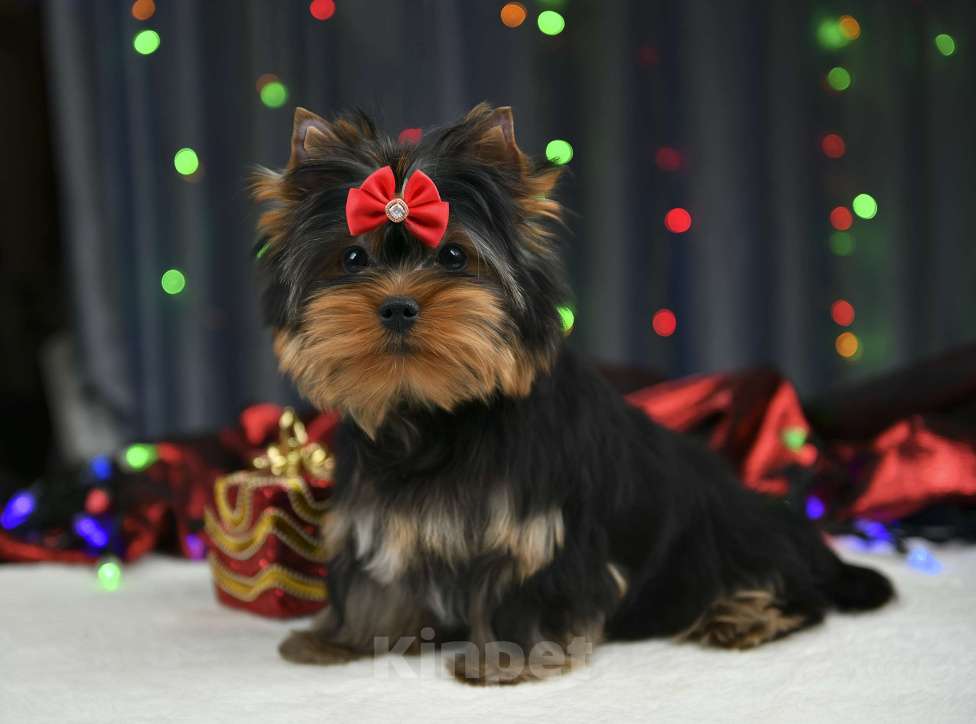 Собаки в Подольске: ЩЕНКИ ЙОРКШИРСКОГО ТЕРЬЕРА Мальчик, 40 000 руб. - фото 2