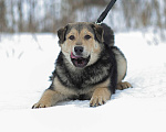 Собаки в Москве: Виччи. Классный плюшка из приюта Мальчик, 1 руб. - фото 3