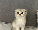 Кошки в Саратове: Шотландская голубая золотая шиншила Девочка, 18 000 руб. - фото 7