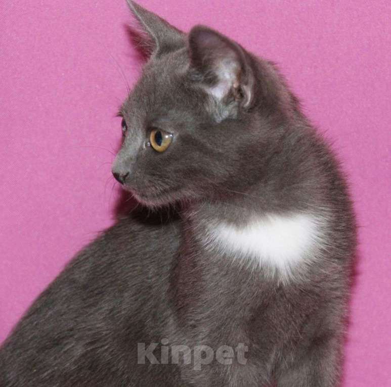 Кошки в Москве: Двухмесячного котенка нашли на улице 🆘️ Срочный поиск дома Мальчик, Бесплатно - фото 2