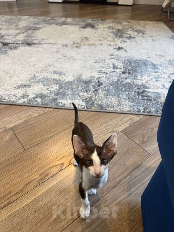 Кошки в Волгограде: Орики готовы к переезду Мальчик, Бесплатно - фото 6