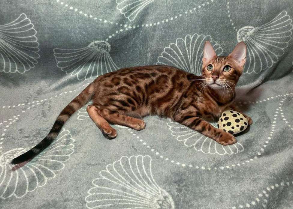 Кошки в Санкт-Петербурге: Бенгальский котенок, с документами Девочка, 30 000 руб. - фото 3