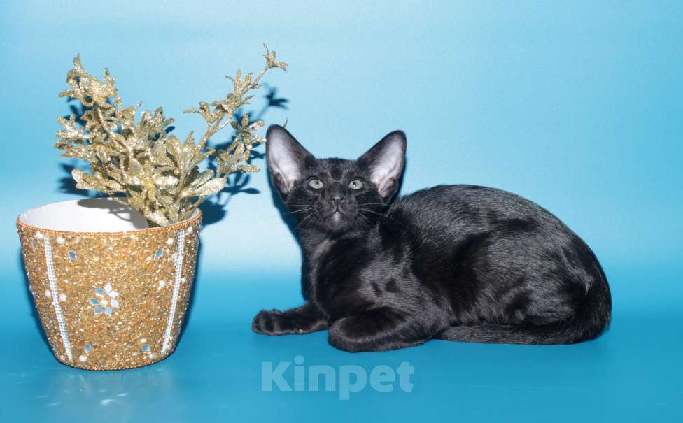 Кошки в Москве: Ориентал шоколадный на вязку Мальчик, 2 500 руб. - фото 6