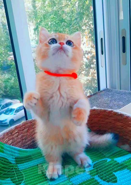 Кошки в Москве: Золотые плюшевые шиншилы  Мальчик, 50 000 руб. - фото 4