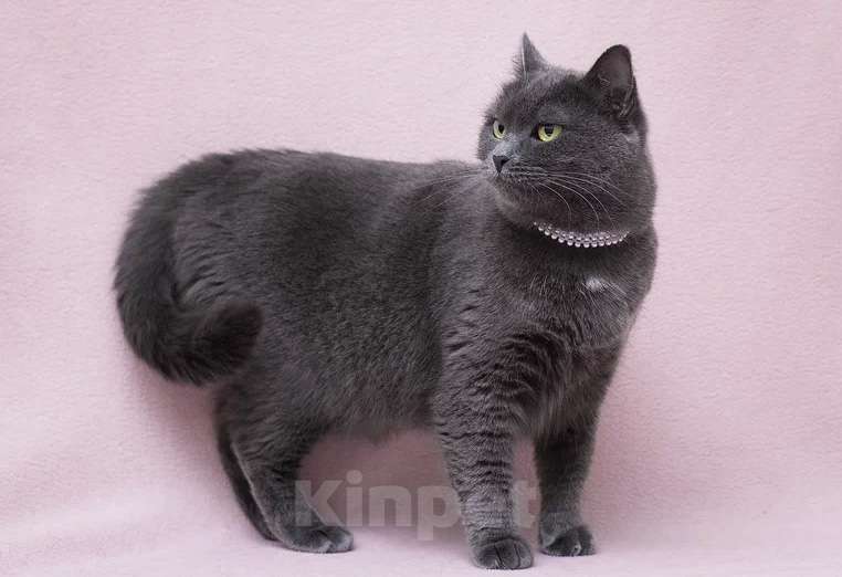 Кошки в Москве: Кошка Марсельеза, не родись красивой …  Девочка, Бесплатно - фото 5