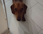 Собаки в Щербинке: Потерялась собака по кличке фредии  Мальчик, Бесплатно - фото 6