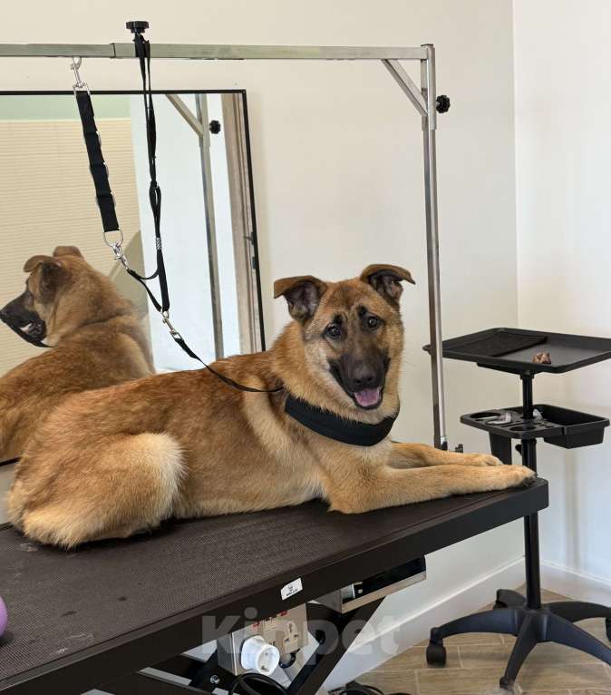 Собаки в Москве: Микки ищет дом Мальчик, Бесплатно - фото 9