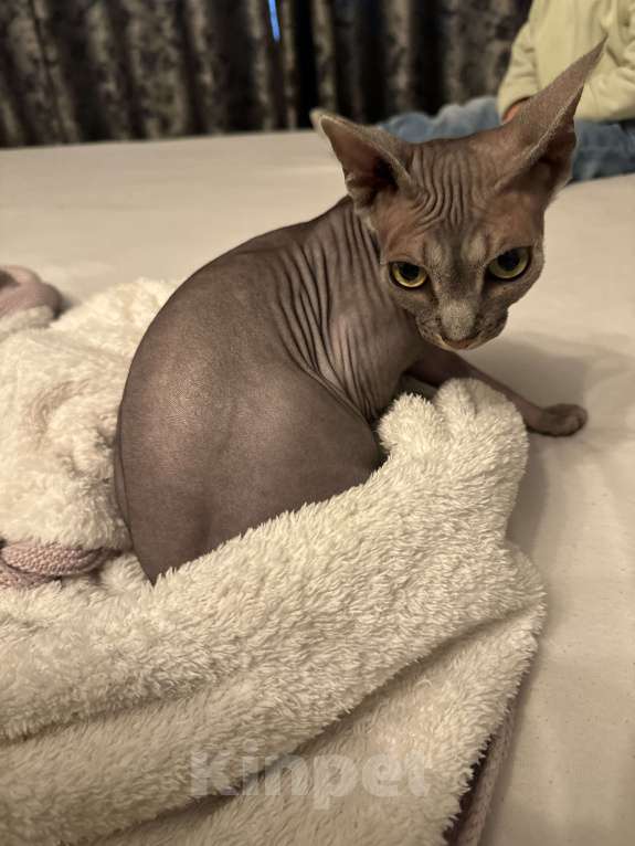 Кошки в Краснодаре: Продаём кошечку чистокровную  Девочка, 7 000 руб. - фото 3