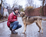 Собаки в Москве: Додж ищет семью Мальчик, Бесплатно - фото 4