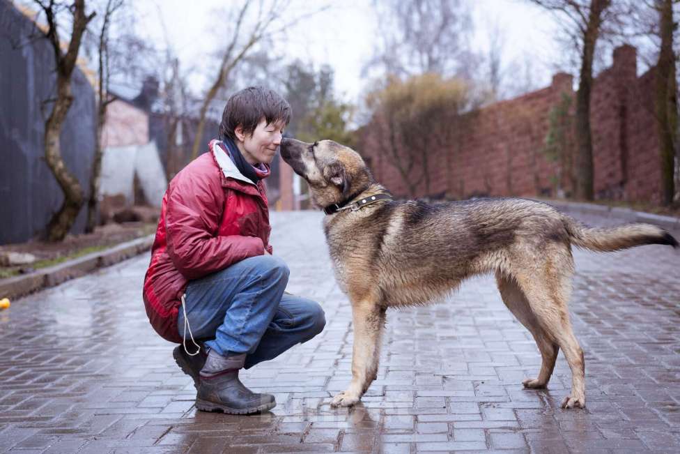 Собаки в Москве: Додж ищет семью Мальчик, Бесплатно - фото 4
