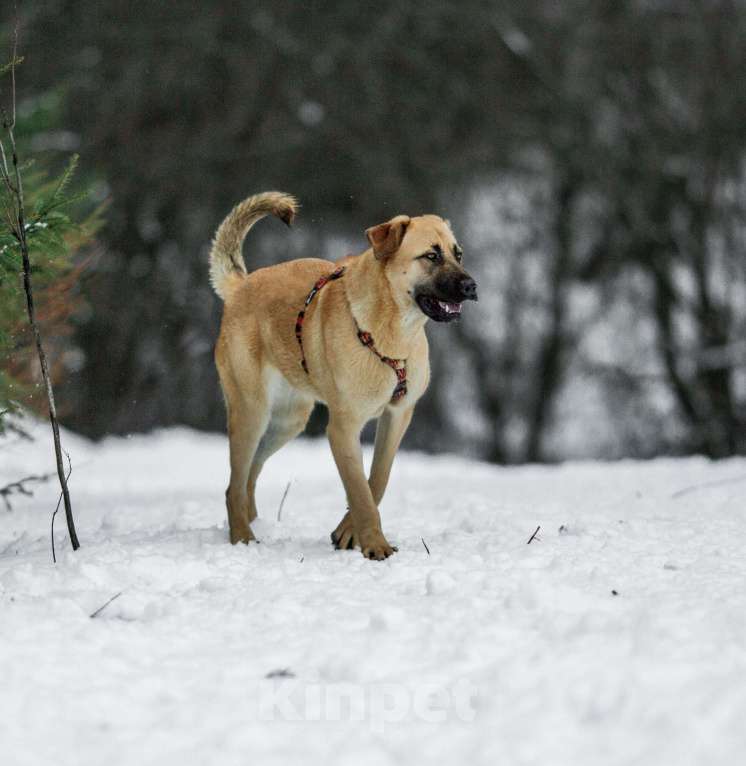 Собаки в других городах Пермского края: Умница и красавица Астрид в ответственные руки Девочка, Бесплатно - фото 6