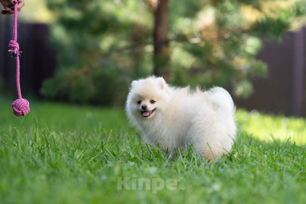 Собаки в других городах Московской области: Девочка Тоша Девочка, 35 000 руб. - фото 6