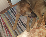 Собаки в Астрахани: Отдам щенка в добрые руки  Мальчик, 1 руб. - фото 2