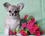 Собаки в Москве: 🎀 Эксклюзивная длинношерстная чихуахуа-девочка 🎀 Девочка, 70 000 руб. - фото 1