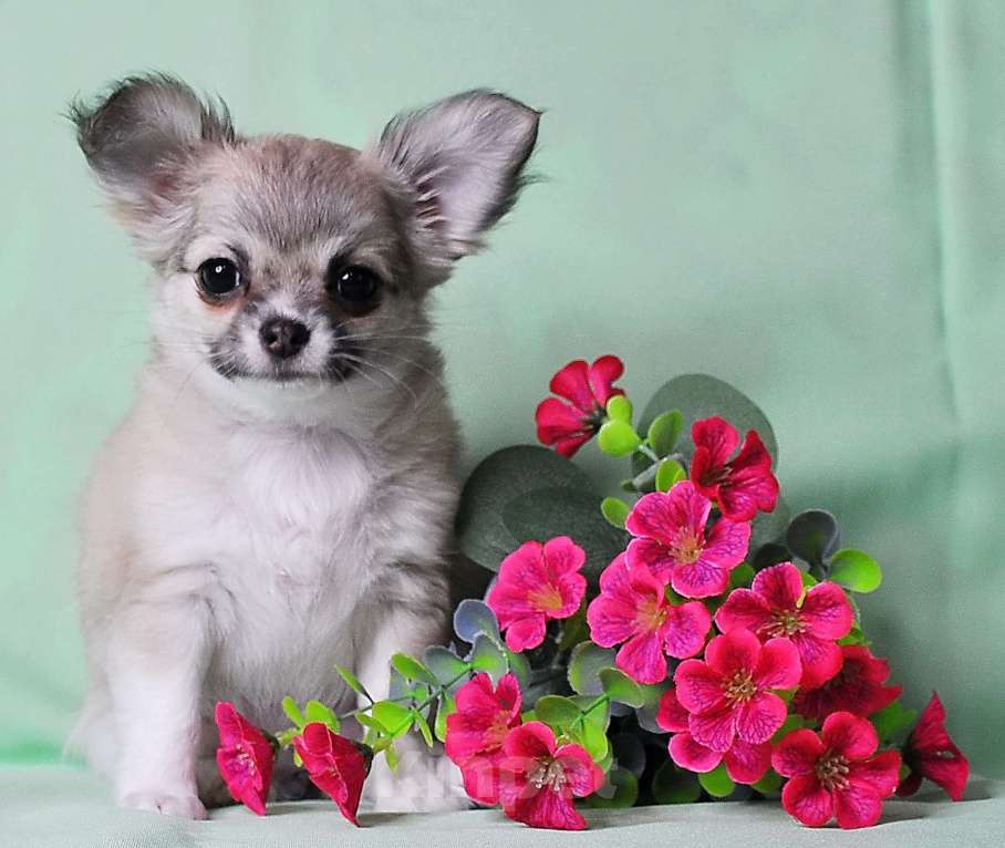 Собаки в Москве: 🎀 Эксклюзивная длинношерстная чихуахуа-девочка 🎀 Девочка, 70 000 руб. - фото 1