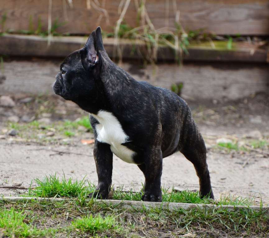 Собаки в Старом Купавне: Клеопатра Девочка, 40 000 руб. - фото 3