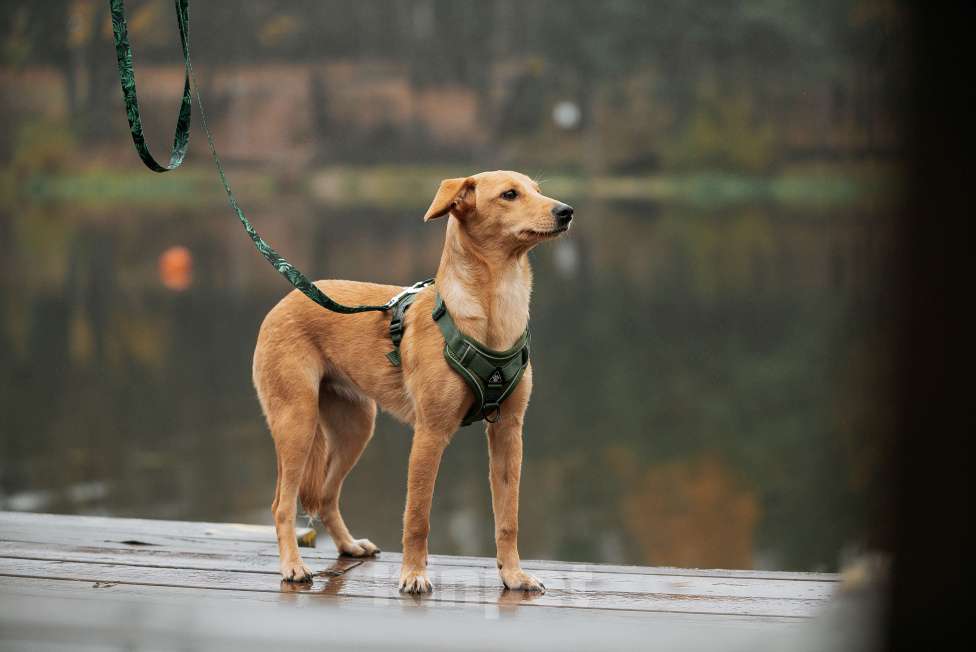Собаки в Москве: Щенок с золотыми ушками Девочка, Бесплатно - фото 5