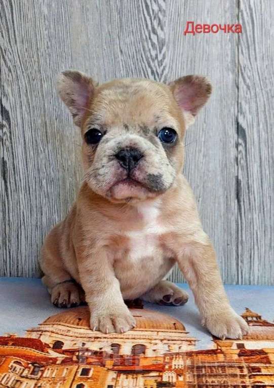 Собаки в Санкт-Петербурге: Французский бульдог щенки Разнополые, 45 000 руб. - фото 7