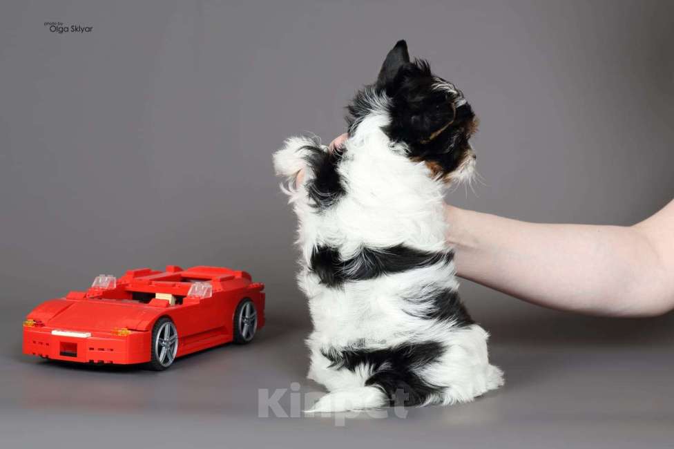 Собаки в Екатеринбурге: Бивер йорк остался 1 мальчик Мальчик, 70 000 руб. - фото 2