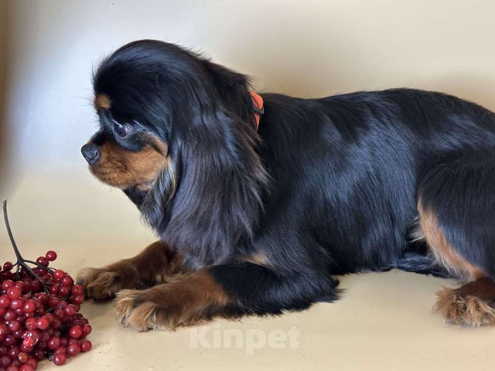 Собаки в Тамбове: Подрощенная девочка кавалер Девочка, 70 000 руб. - фото 4