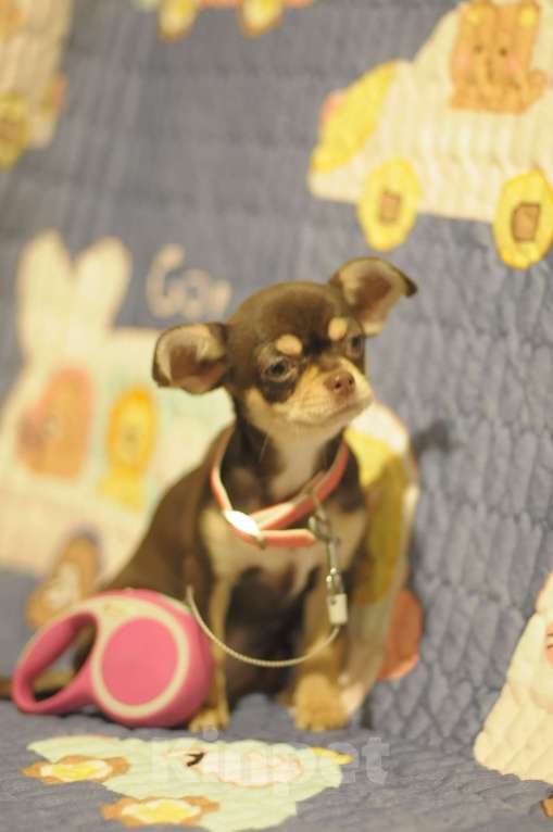 Собаки в Иркутске: чихуахуа щенки Мальчик, Бесплатно - фото 4