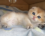 Кошки в Сочи: Шотландские вислоухие котята Разнополые, Бесплатно - фото 4