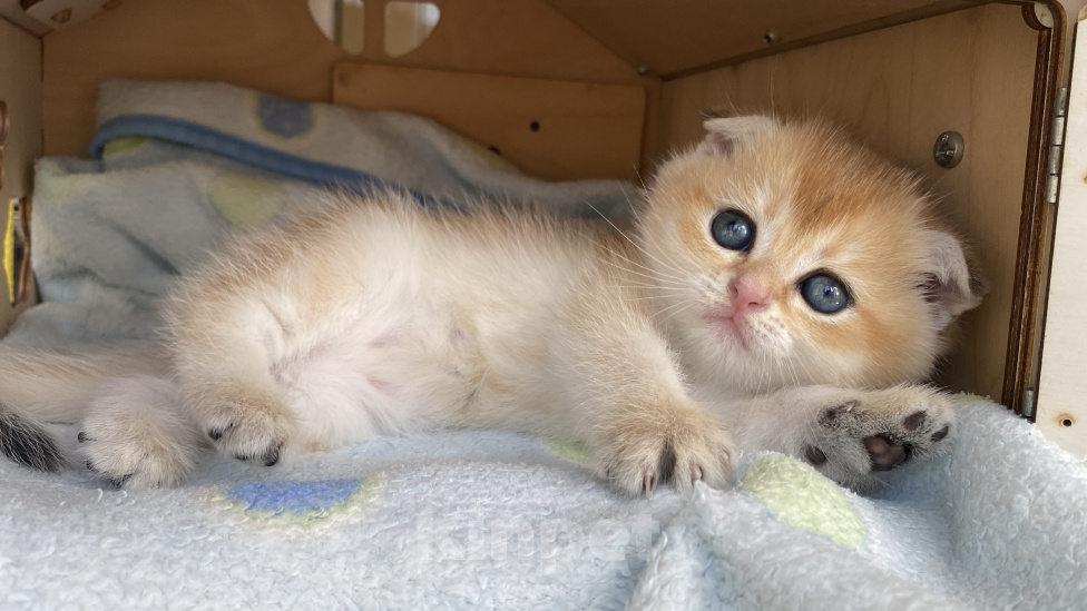 Кошки в Сочи: Шотландские вислоухие котята Разнополые, Бесплатно - фото 4