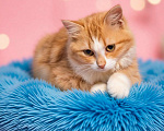 Кошки в Санкт-Петербурге: Рыжий котёнок и её подружка ищут дом вместе Девочка, Бесплатно - фото 2