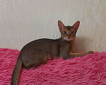 Кошки в Теберде: Вязка, 1 руб. - фото 8