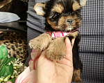 Собаки в Москве: Девочка йоркширский терьер Девочка, 45 000 руб. - фото 3