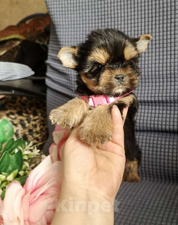 Собаки в Москве: Девочка йоркширский терьер Девочка, 45 000 руб. - фото 3