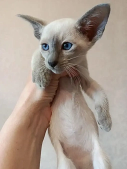 Ориентальные котята