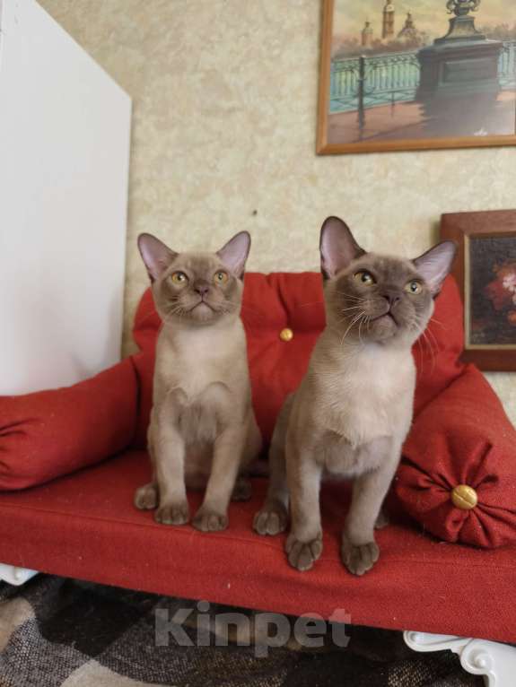 Кошки в Лыткарино: Котята бурма европейская Мальчик, 30 000 руб. - фото 3